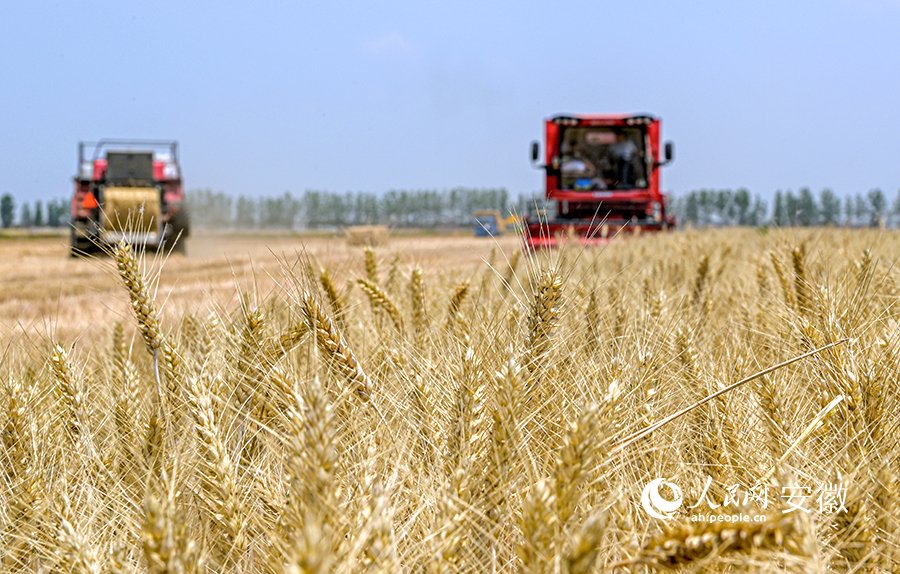 В провинции Аньхой началась уборка пшеницы