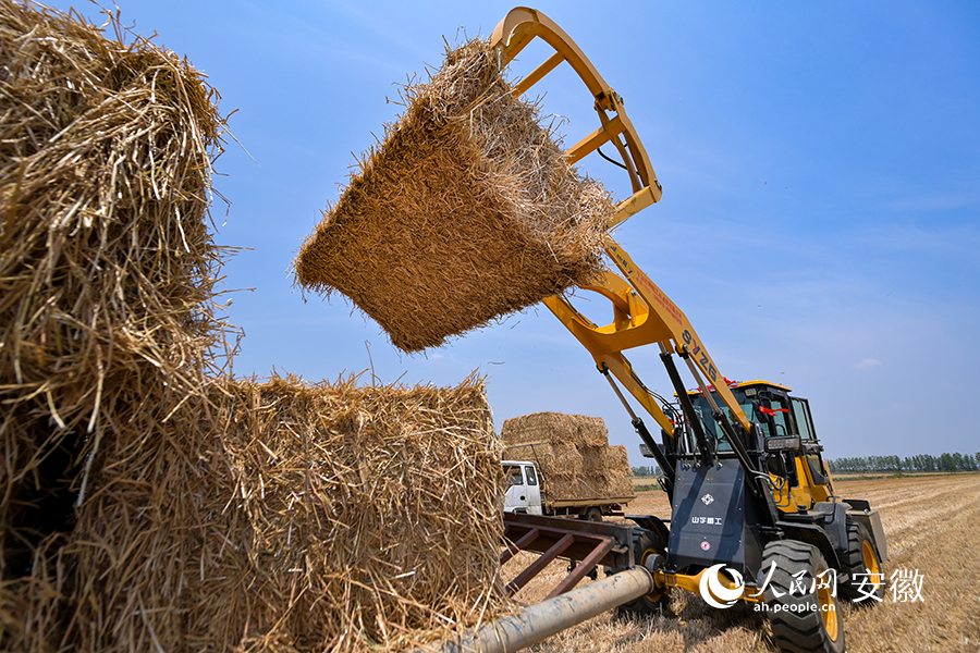 В провинции Аньхой началась уборка пшеницы