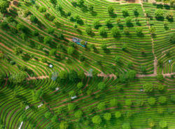 Годовой объем производства чая в провинции Юньнань превышает 100 млрд юаней
