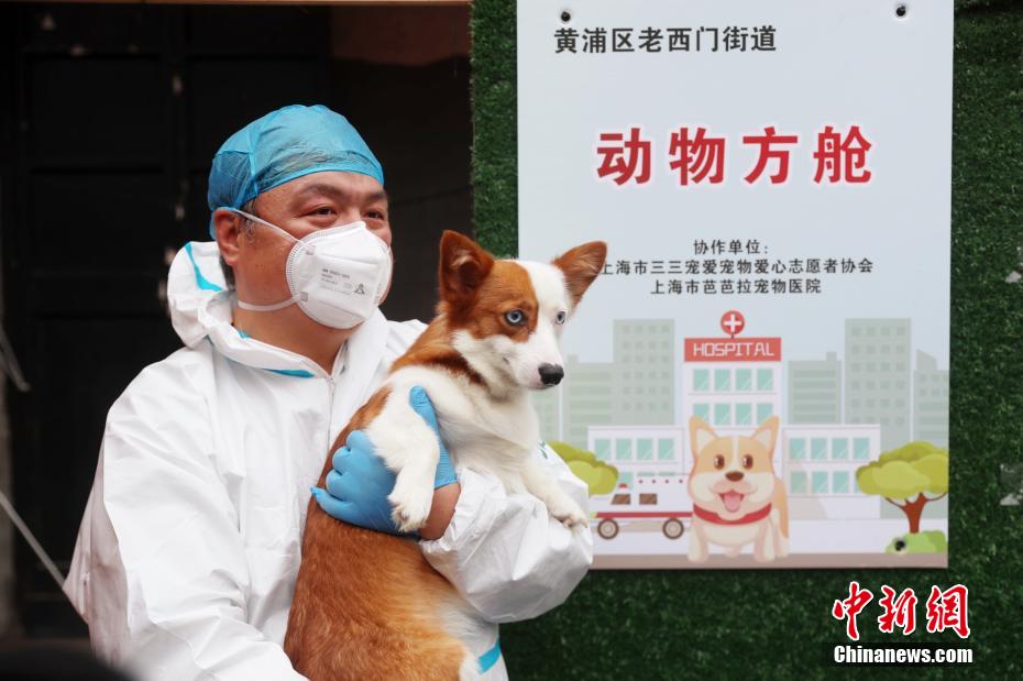 Первый в Шанхае временный приют для животных успешно завершил свою миссию