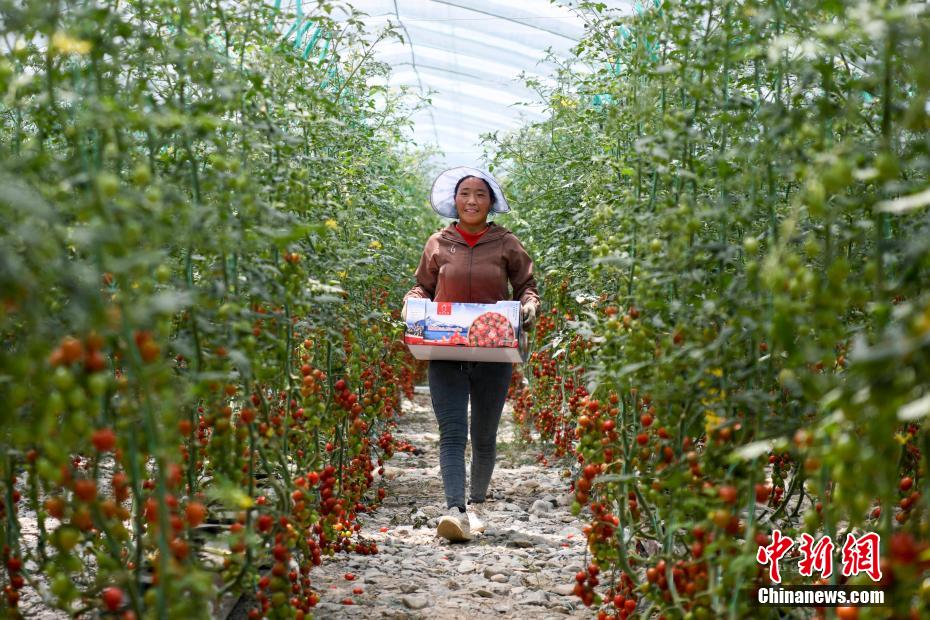 Завод по производству растений в Тибете намерен сделать пустыню Гоби "плодородным полем"