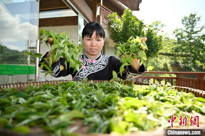 Чайная промышленность в Гуанси-Чжуанском АР увеличит доходы сельского населения