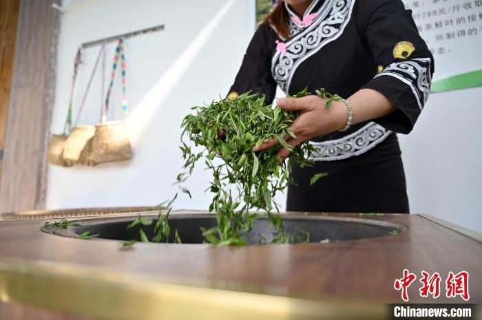 Чайная промышленность в Гуанси-Чжуанском АР увеличит доходы сельского населения