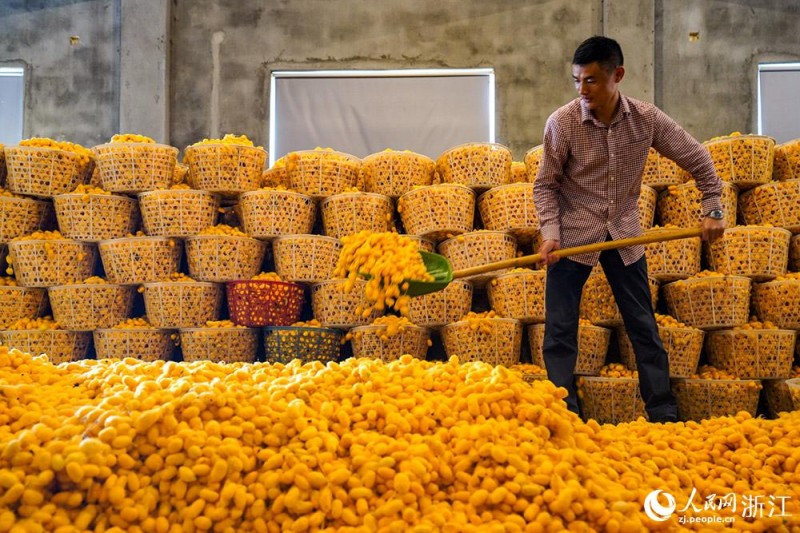 Фермеры города Тунсян провинции Чжэцзян собрали богатый урожай “золотых шелковичных коконов”