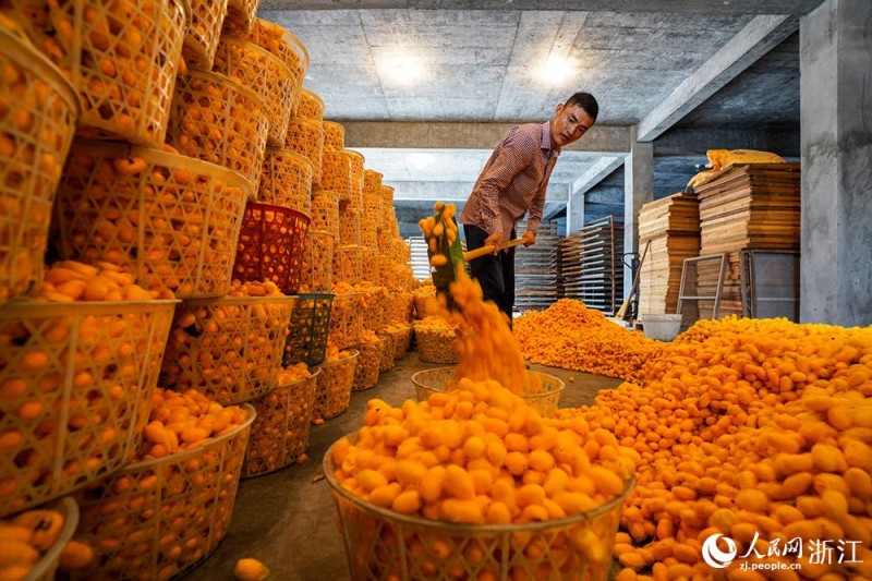 Фермеры города Тунсян провинции Чжэцзян собрали богатый урожай “золотых шелковичных коконов”
