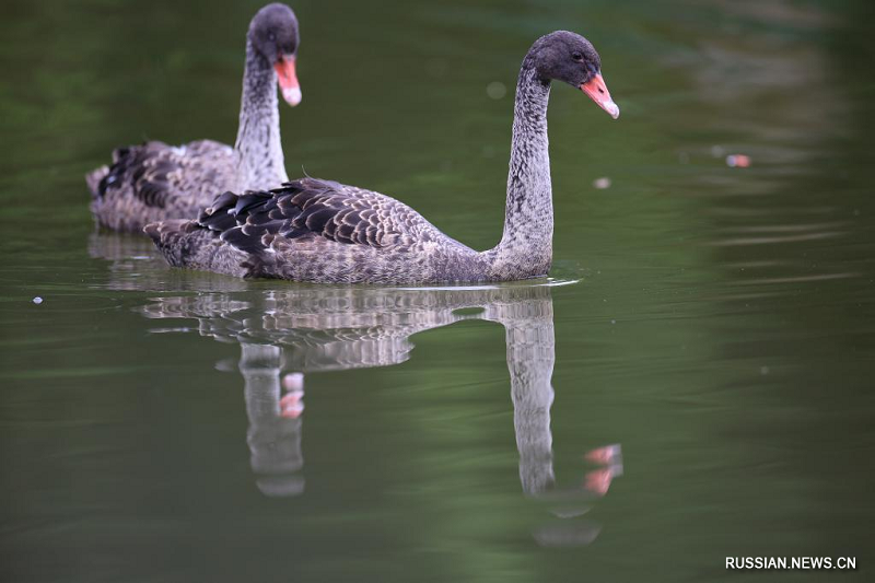 Черные лебеди появились в парке Гуаньшаньху на юго-западе Китая