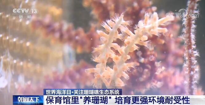 Китай усиливает защиту экосистемы коралловых рифов