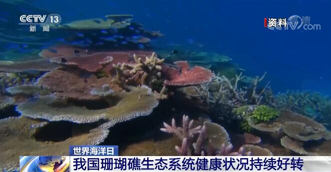 Китай усиливает защиту экосистемы коралловых рифов