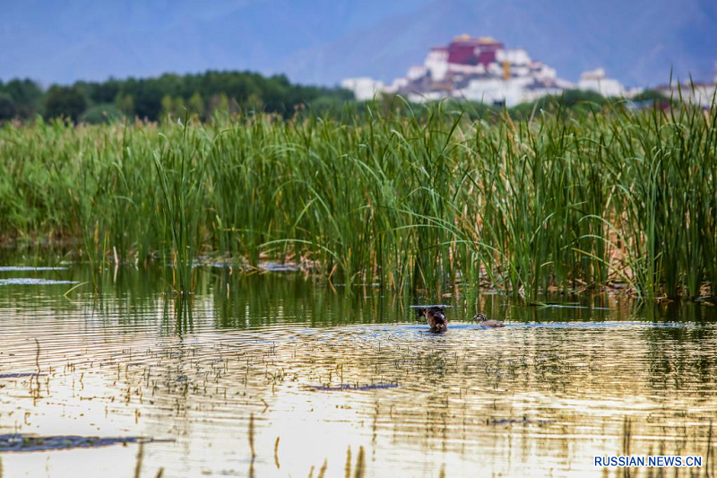 Живописный пейзаж водно-болотных угодий Лалу в Лхасе