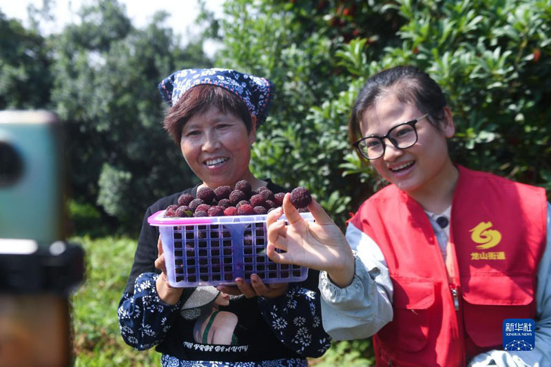 Выращивание восковницы красной помогает в развитии китайской деревни Чжушань