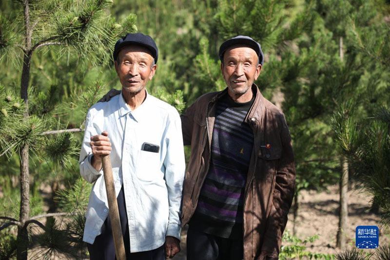 Китайские братья-близнецы более 50 лет сажали деревья на холмах