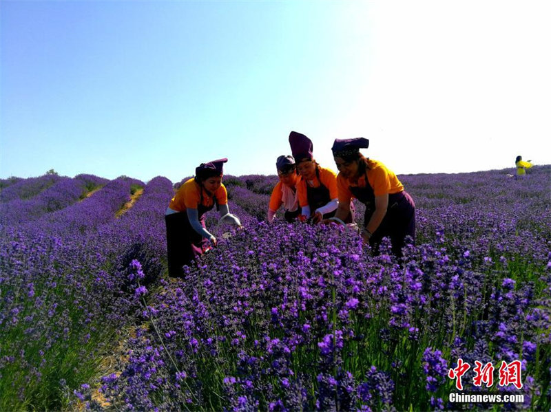 В уезде Хочэн Северо-Западного Китая зацвели лавандовые поля площадью 3 733 га