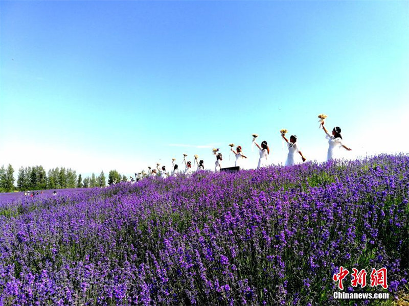 В уезде Хочэн Северо-Западного Китая зацвели лавандовые поля площадью 3 733 га