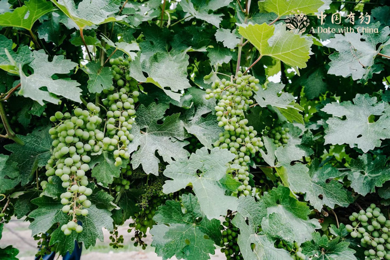 Экологию гор Хэланьшань восстанавливают за счет выращивания винограда