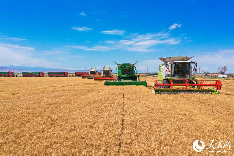 В Синьцзяне начался сбор урожая пшеницы