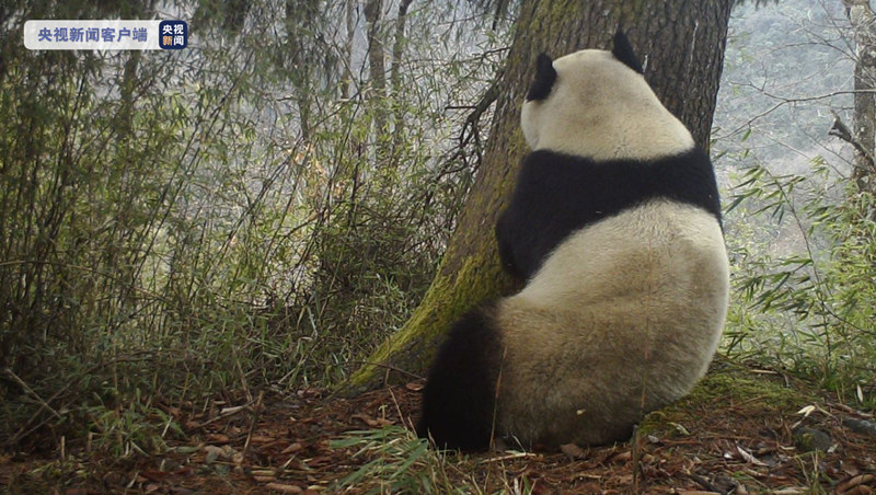 В Китае запечатлена дикая большая панда, обнимающая дерево