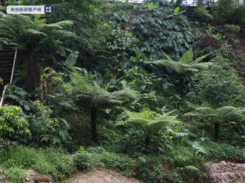 На юго-западе Китая обнаружили рощи редкого древесного вида папоротников
