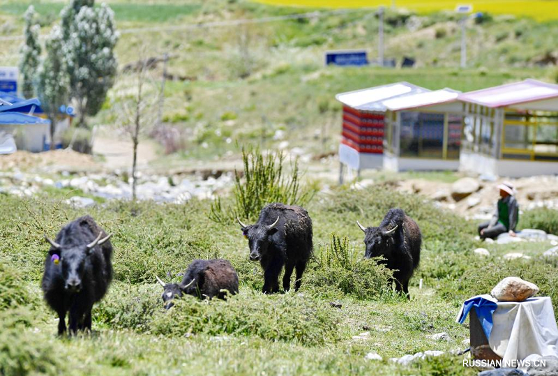 Живописная деревня Байдин в Тибете