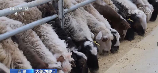 Цифровое овцеводство стало опорной отраслью в тибетском уезде Гамба