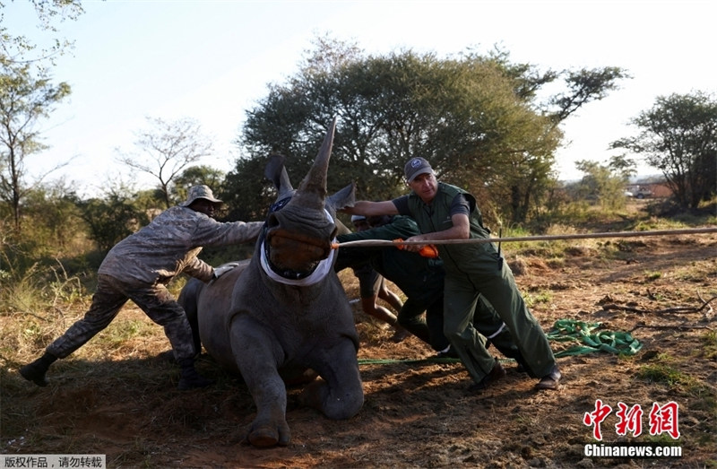 Белые носороги возвращаются в Мозамбик через 40 лет после исчезновения