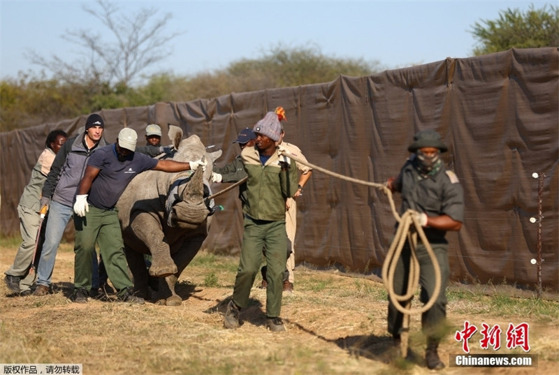 Белые носороги возвращаются в Мозамбик через 40 лет после исчезновения
