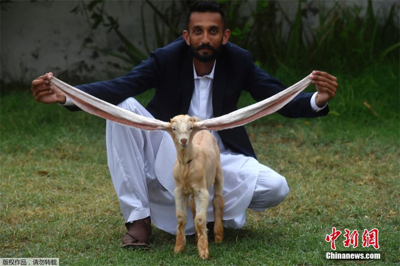 Козленок из Пакистана стал популярным из-за длинных ушей