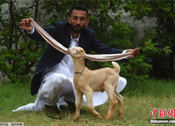 Козленок из Пакистана стал популярным из-за длинных ушей