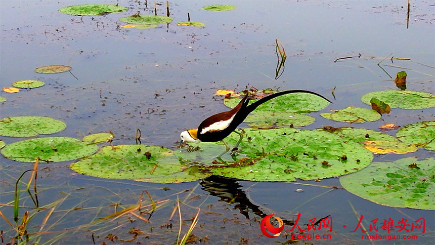 Водяные фазанчики появились на озере Байяндянь
