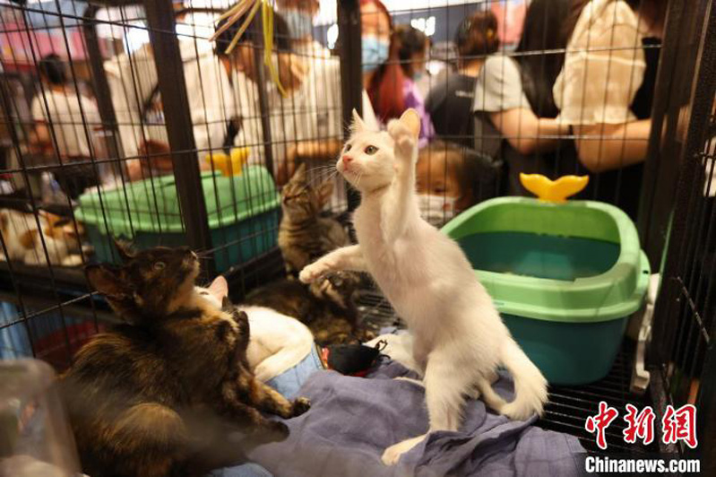 В Нанкине состоялось мероприятие по пристройству бездомных кошек