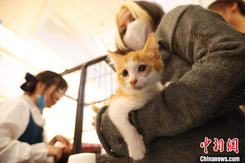 В Нанкине состоялось мероприятие по пристройству бездомных кошек