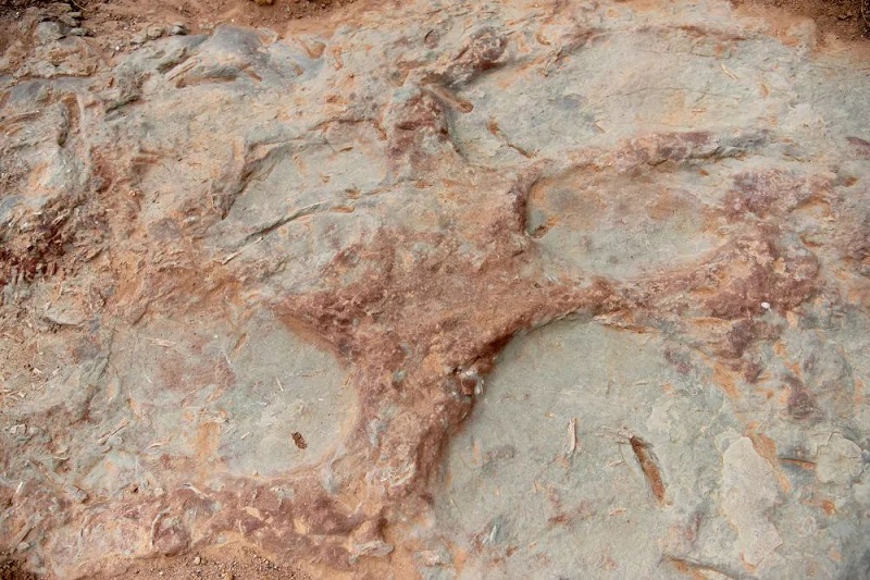 На севере Китая обнаружено более 4300 окаменелых следов динозавров