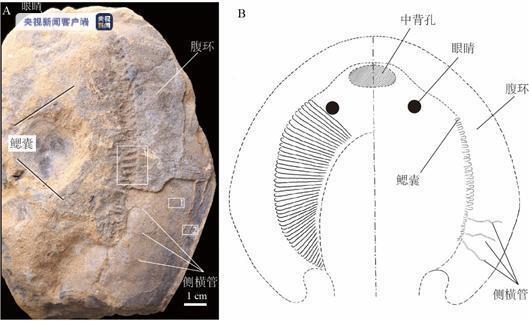 Китайские ученые впервые обнаружили окаменелости панцирных рыб, которые существовали 390 млн лет назад