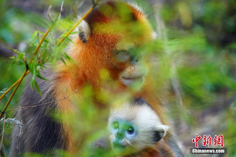 Количество золотых курносых обезьян в Шэньнунцзя растет