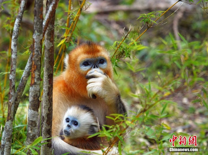 Количество золотых курносых обезьян в Шэньнунцзя растет