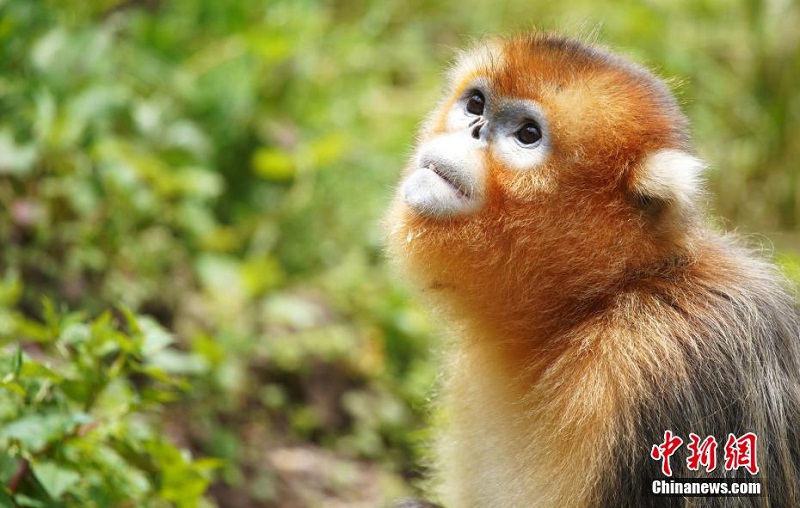 Количество золотых курносых обезьян в Шэньнунцзя растет (5)