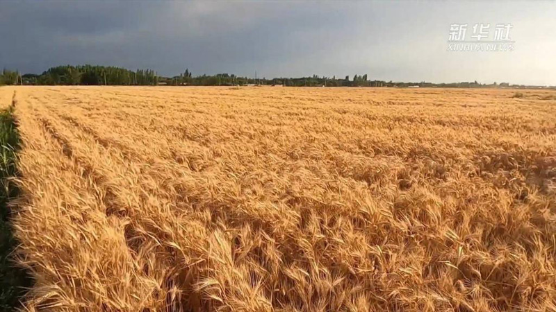 Уровень механизации производства пшеницы в Синьцзяне достиг 98,78%