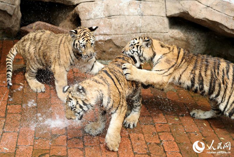 Сотрудники зоопарка Циндао помогают животным перенести жару