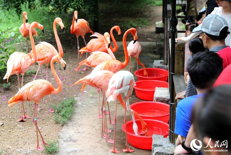 Сотрудники зоопарка Циндао помогают животным перенести жару