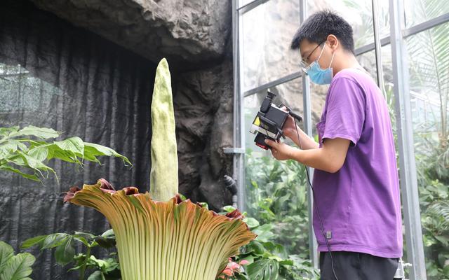 В Китае массово расцвел самый большой в мире цветок
