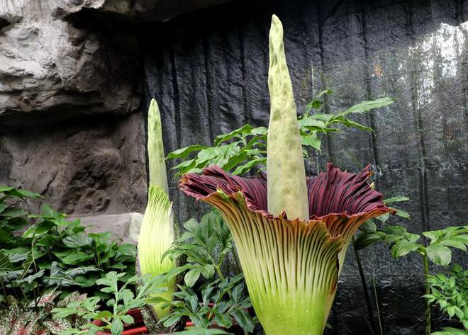 В Китае массово расцвел самый большой в мире цветок