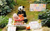 Скончался Ань-Ань, самый долгоживущий самец гигантской панды в мире
