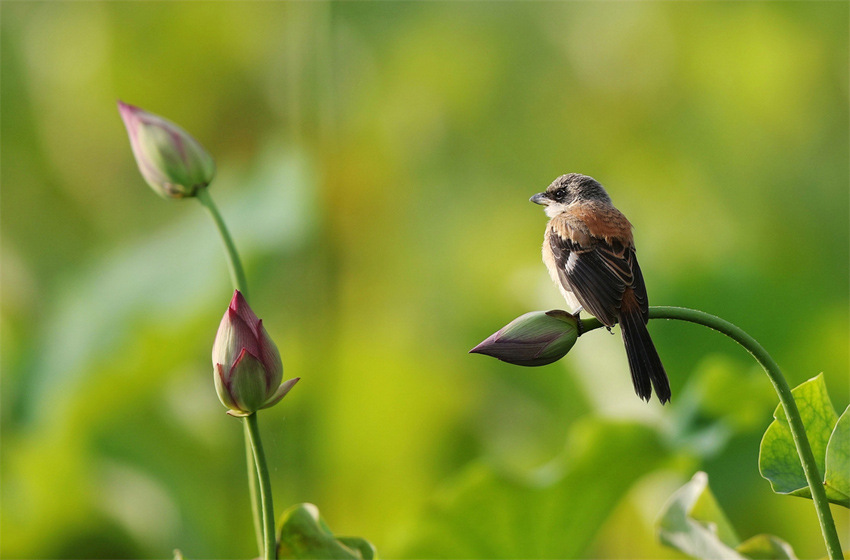 В городе Тэнчун провинции Юньнань птицы вовсю щебечут, а лотосы благоухают