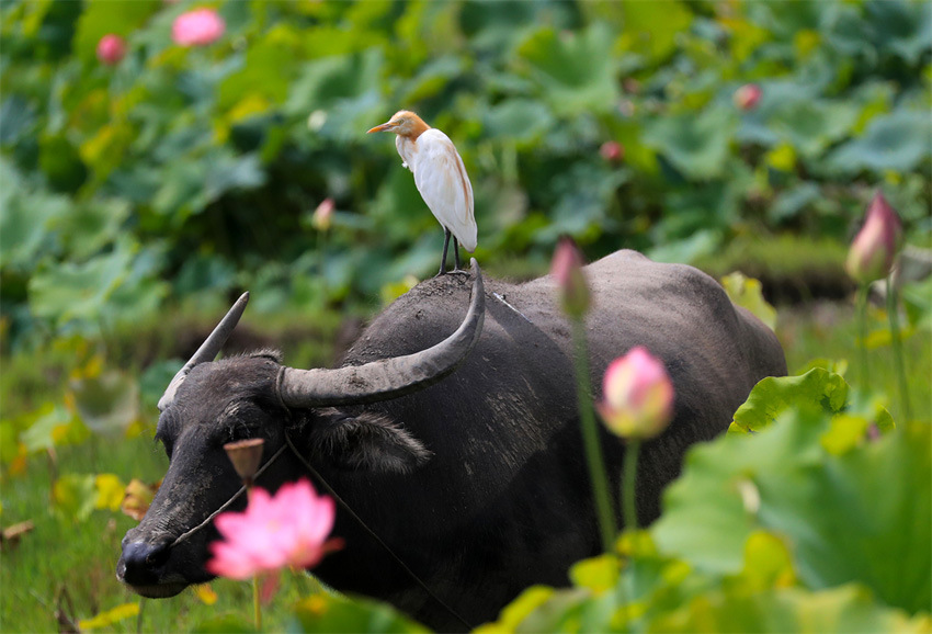 В городе Тэнчун провинции Юньнань птицы вовсю щебечут, а лотосы благоухают