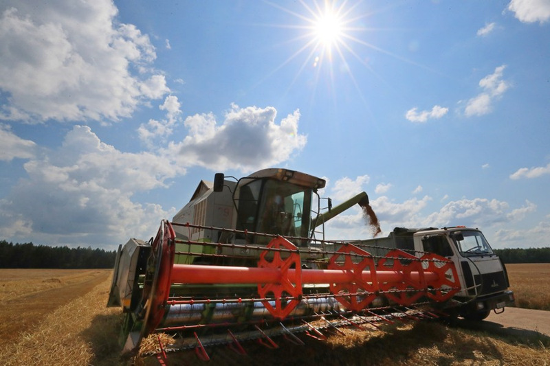 В Беларуси началась массовая уборка зерновых