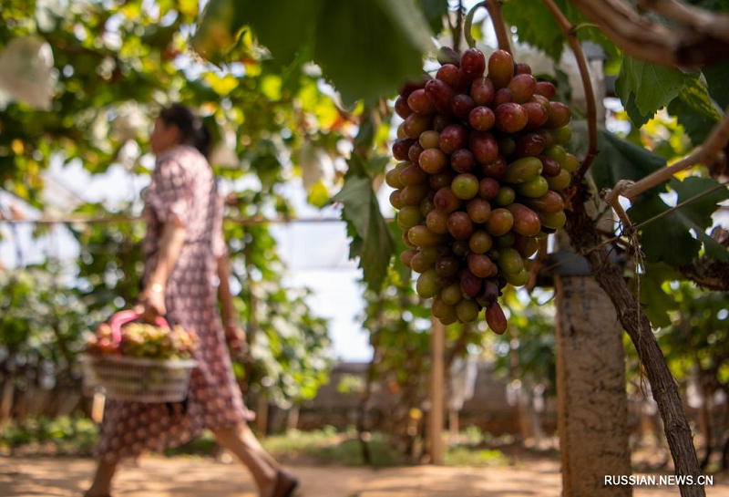 Выращивание винограда способствует увеличению доходов фермеров в пров. Юньнань