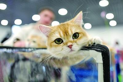 Рынок товаров и услуг для кошек превысил 100 млрд юаней в Китае