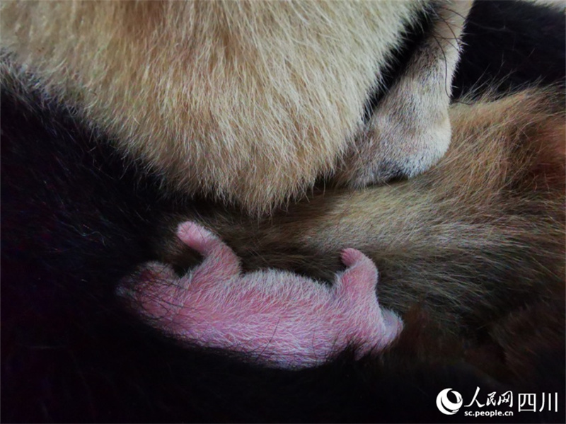 На свет появился самый тяжелый детеныш гигантской панды, живущей в неволе