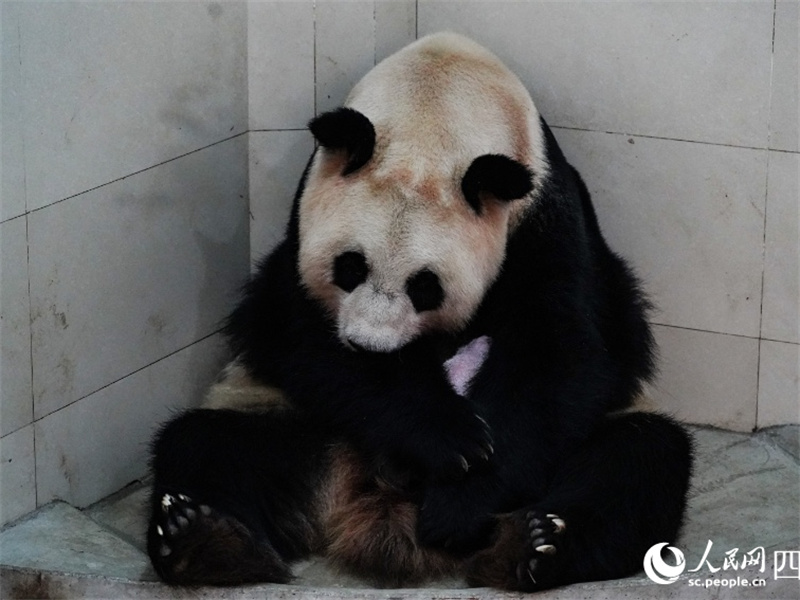 На свет появился самый тяжелый детеныш гигантской панды, живущей в неволе