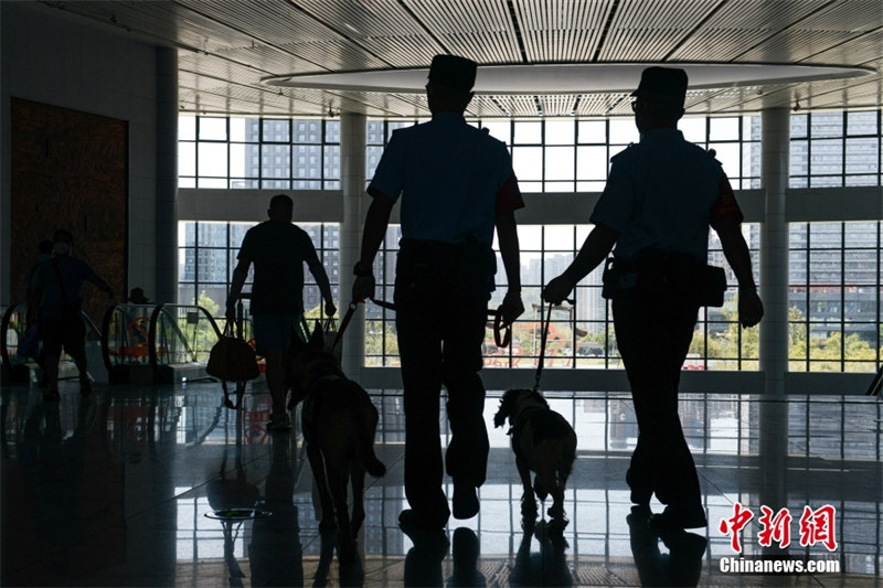 Полицейские собаки носят охлаждающий жилет во время патрулирования в городе Чунцин