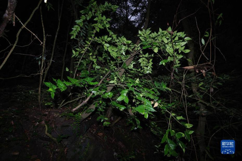 “Пропавший” в течение ста лет исчезающий вид растения вновь был найден в Китае